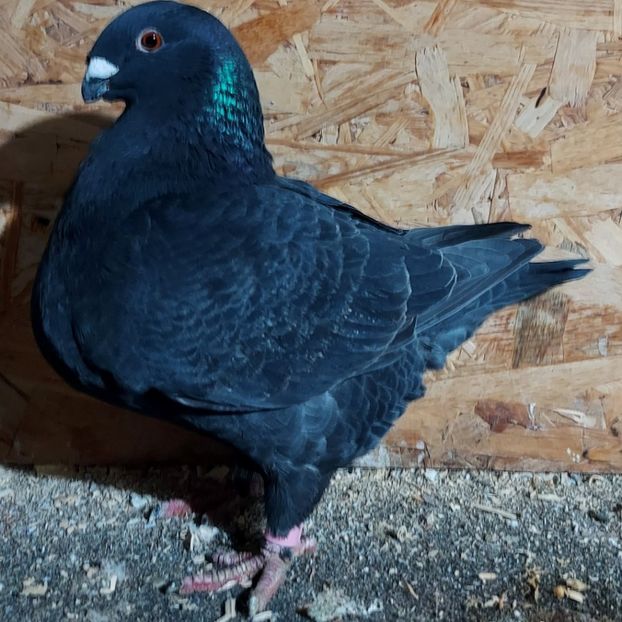 F 2020 ionut - 3---AGH DAȚI 2019 - 2025