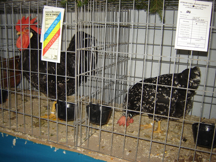 italiana negru cu alb - expo BRASOV februarie 2010