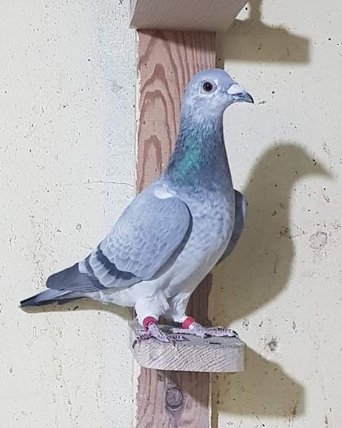  - NU IMI APARTIN ALBUM NR 2