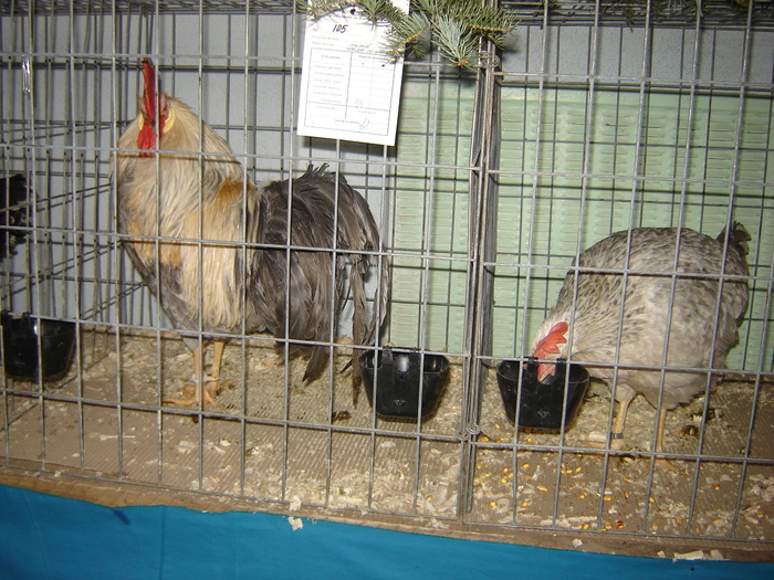 italiana perlgri cu orange - expo BRASOV februarie 2010