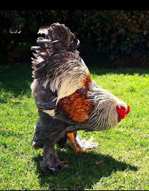 BSO din America Latină - BRAHMA CLUB ROMANIA Facebook