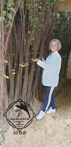 caisa magearska7 - CAIS soiul MAGEARSKA NAIBOLIJA