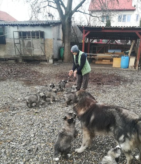  - Ciobanesc romanesc Carpatin