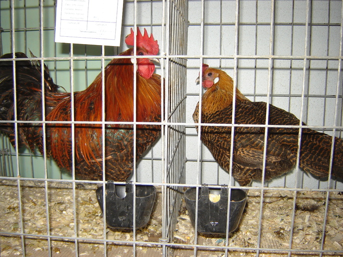 brakel auriu - expo BRASOV februarie 2010