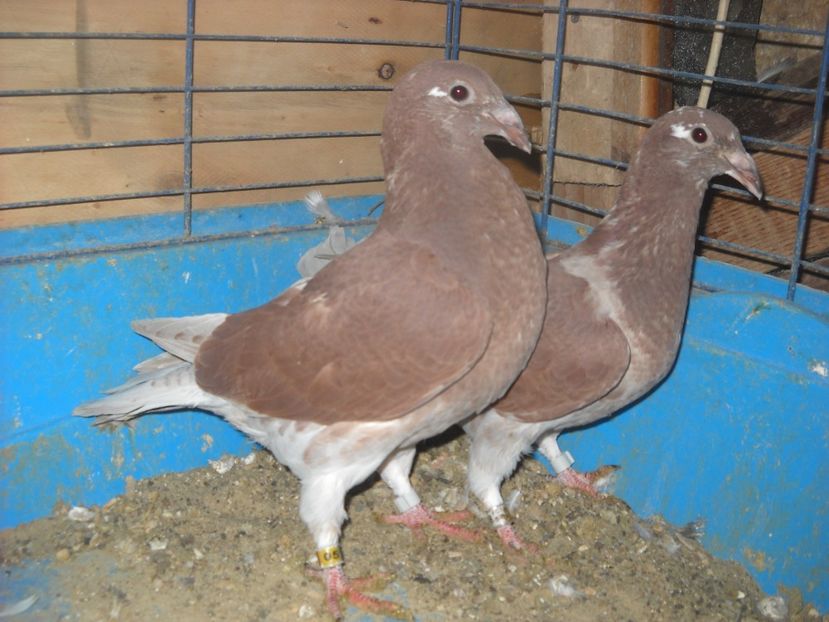 vinduti la Nicu Gutu - PORUMBEI VANDUTI 2