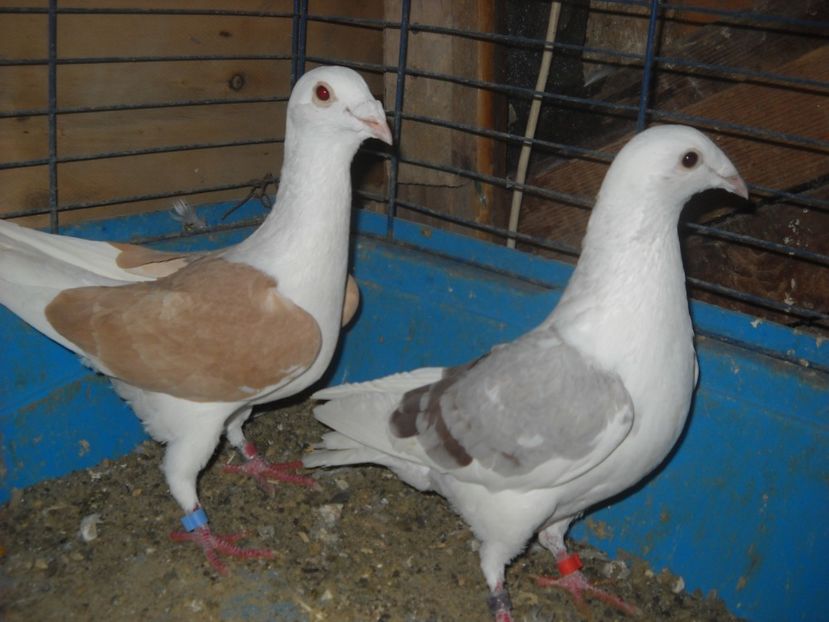  - UNDEVA IN SUCEAVA arhiva