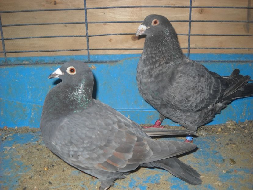  - PORUMBEI VANDUTI 2