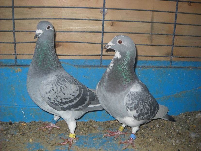  - UNDEVA IN SUCEAVA arhiva