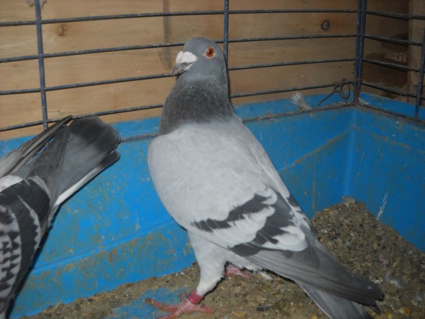  - PORUMBEI VANDUTI 2