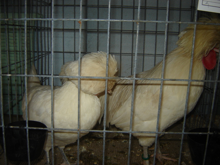 motata olandeza alba - expo BRASOV februarie 2010