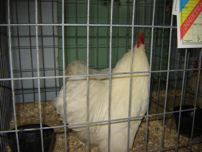 cochin alb pitic - expo BRASOV februarie 2010