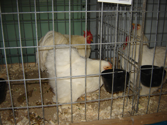 DSC05899 - expo BRASOV februarie 2010