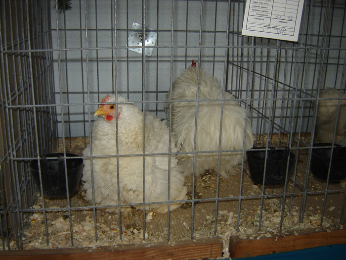 DSC05900 - expo BRASOV februarie 2010