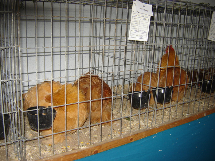 DSC05902 - expo BRASOV februarie 2010