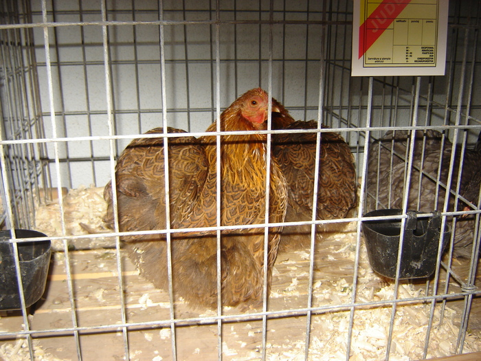 DSC05907 - expo BRASOV februarie 2010