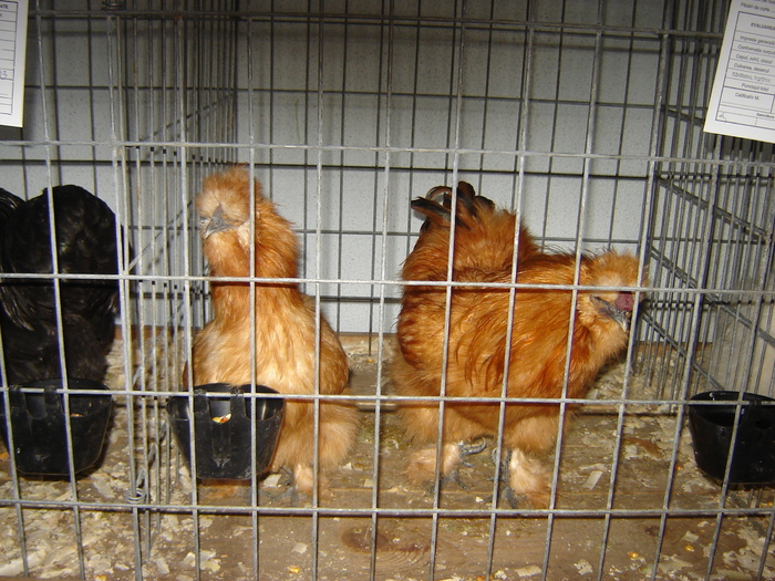 matase japoneza galbena - expo BRASOV februarie 2010