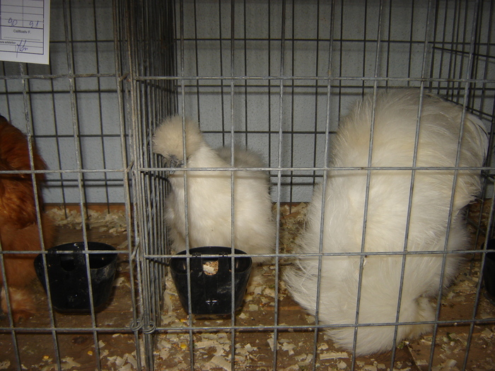 matase japoneza alba