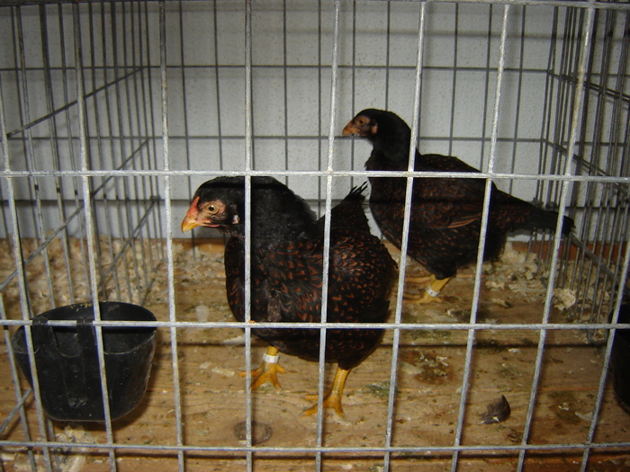 combatant indian pitic