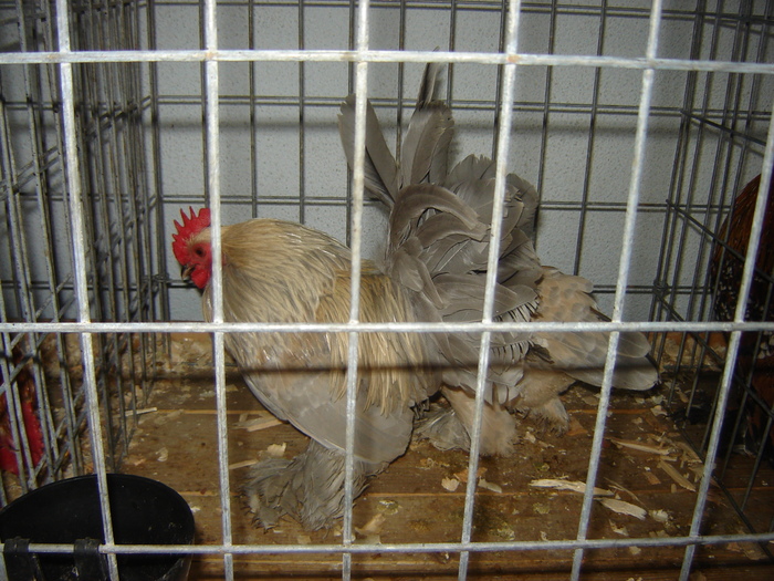 mii de flori albastru