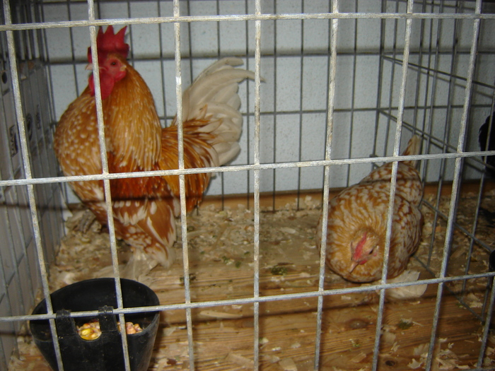 mii de flori - expo BRASOV februarie 2010