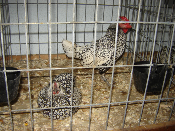 sebricht argintiu - expo BRASOV februarie 2010