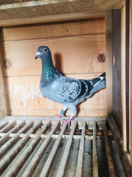 FC51CAB8-713D-44CB-928B-7B0B849D1D1B - 2020 Femela NL de vânzare