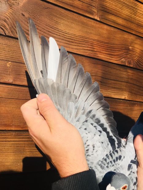 26044404-1A0D-421E-B01F-378A5CDFCF33 - 2020 Femela NL de vânzare