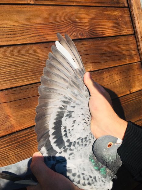 2705B5CE-0E28-424B-9290-D7776D09BACD - 2020 Femela NL de vânzare