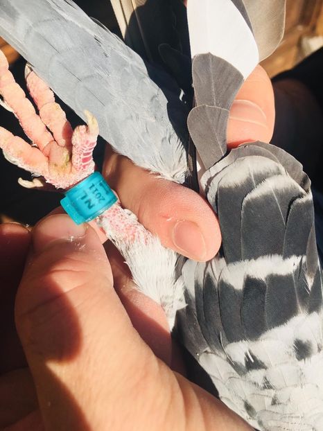 193BF686-2E25-4235-84C6-22051FD39DDA - 2020 Femela NL de vânzare