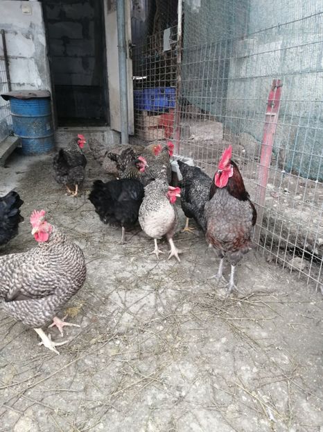  - Matca mixte 2021- cocos Albastru de Parma și fete hibrid
