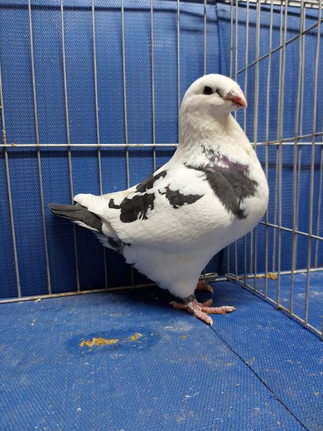 F 2020 - Femele matca 2021