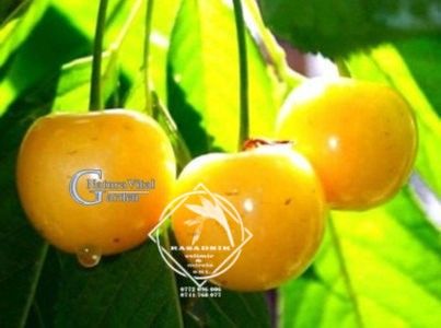 cires galben ru1 - CIRES GALBEN DRAGANOVA juta