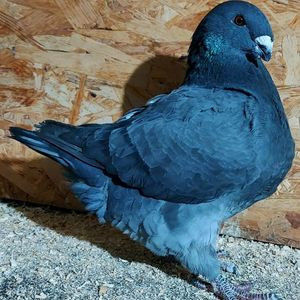 113851594_MLZXKBT - 3---AGH DAȚI 2019 - 2025