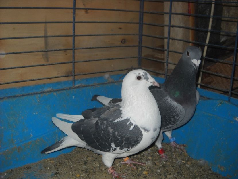  - UNDEVA IN SUCEAVA arhiva