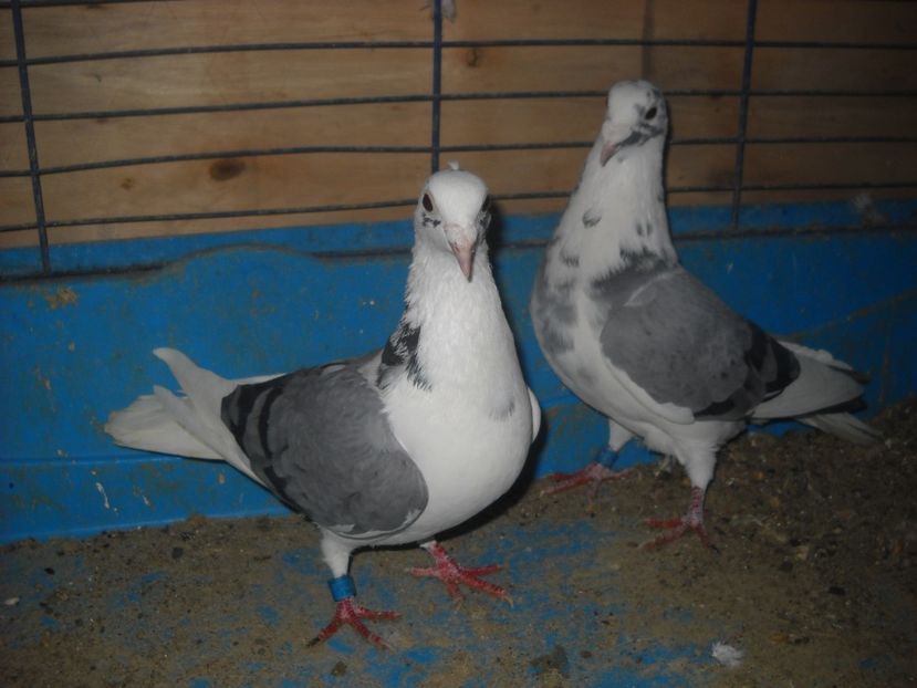  - PORUMBEI VANDUTI 2