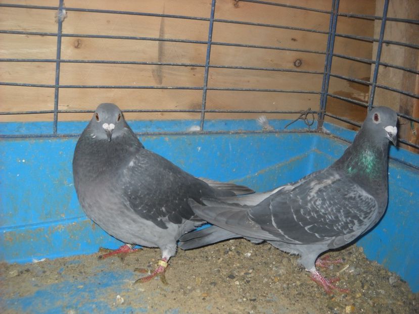  - PORUMBEI VANDUTI 2