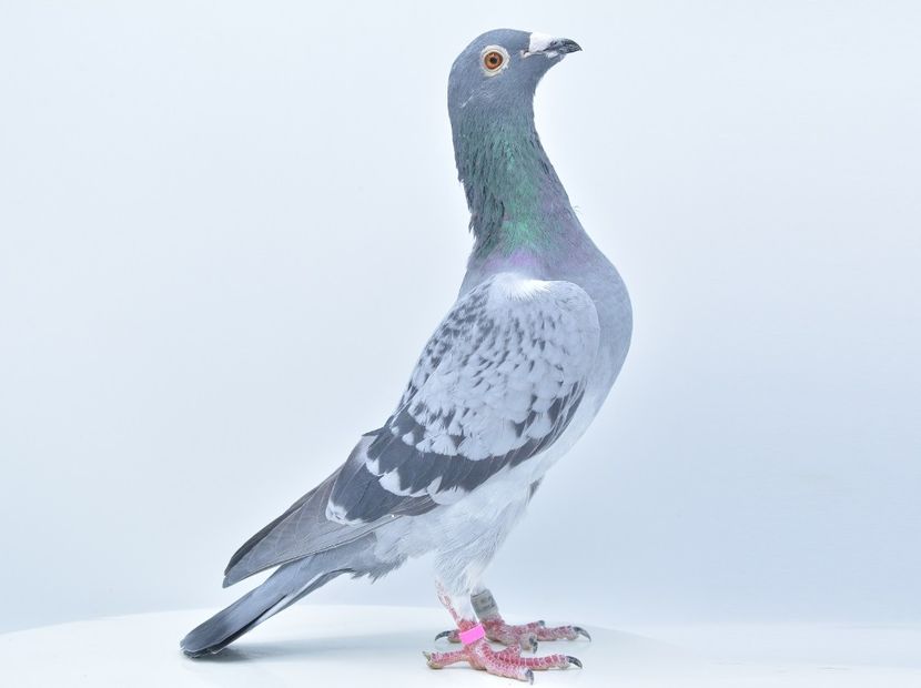 48971cDSC_6048.jpeg - Daco