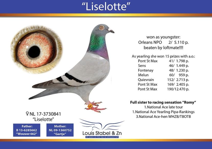 Columb-Brasov-NL-1591210-2020-foto-mama - Koopmanul