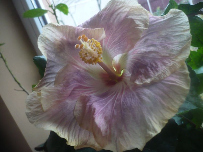 P1470350 - HIBISCUSI 2020-5