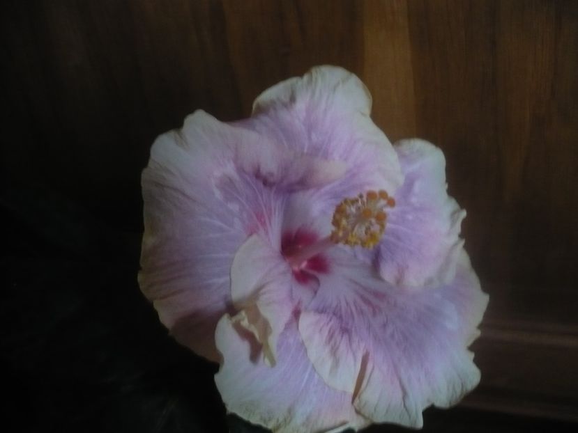 P1470354 - HIBISCUSI 2020-5