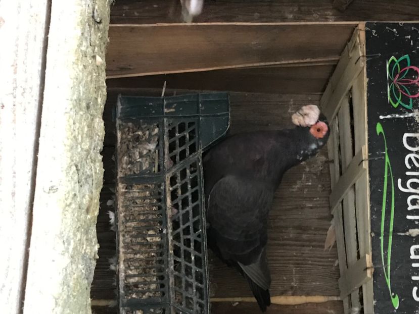 Mascul 2018 - Berberi2020