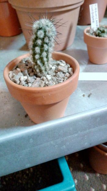 E. sp. (saint-piena) JN1298 - Eulychnia