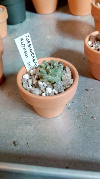 T. alonsoi HO2028 - Turbinicarpus