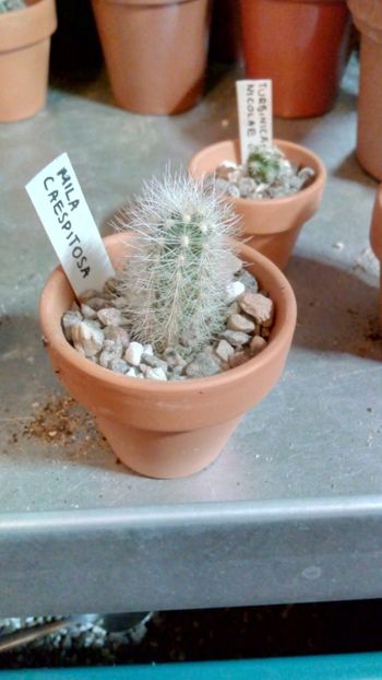 M. caespitosa - Mila