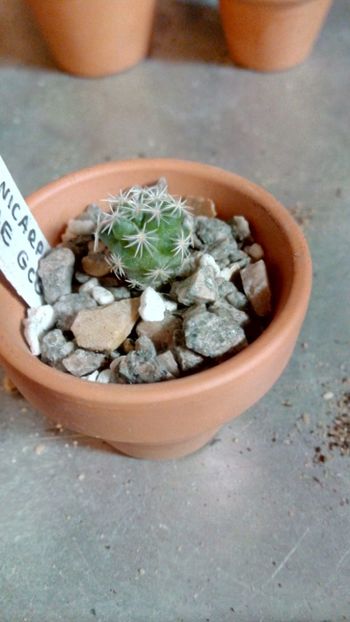 T. Nikolas GCG1089 - Turbinicarpus