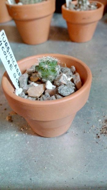 T. nikolae GCG1089 - Turbinicarpus