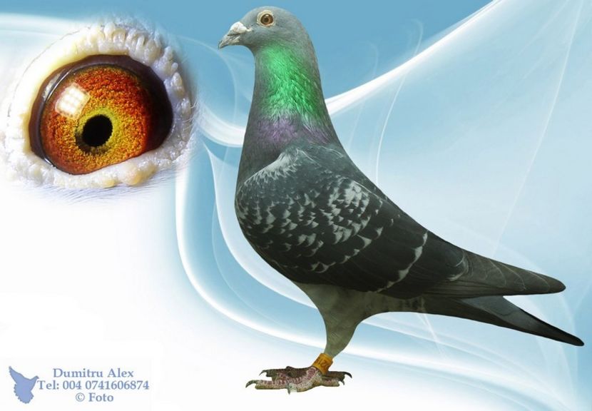 Wegen. Ro-14-0360219 - Porumbei super top 2020 achizitii