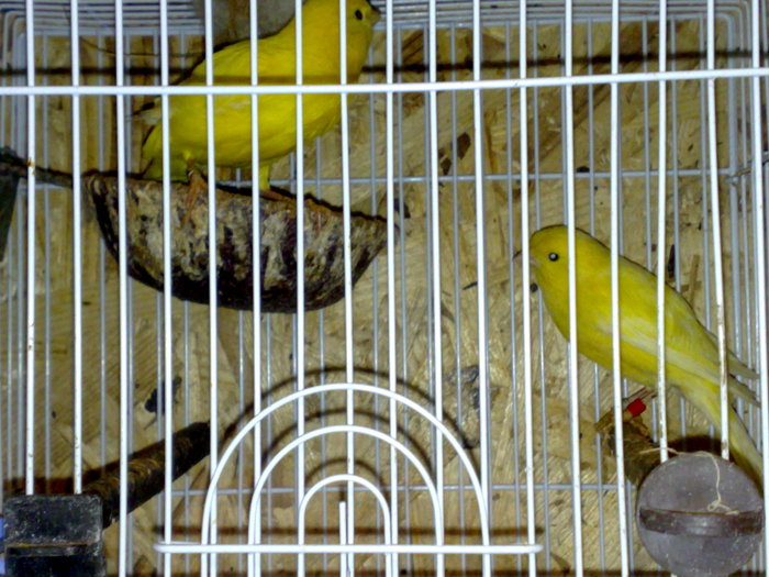 canari 2010 074 - CANARI