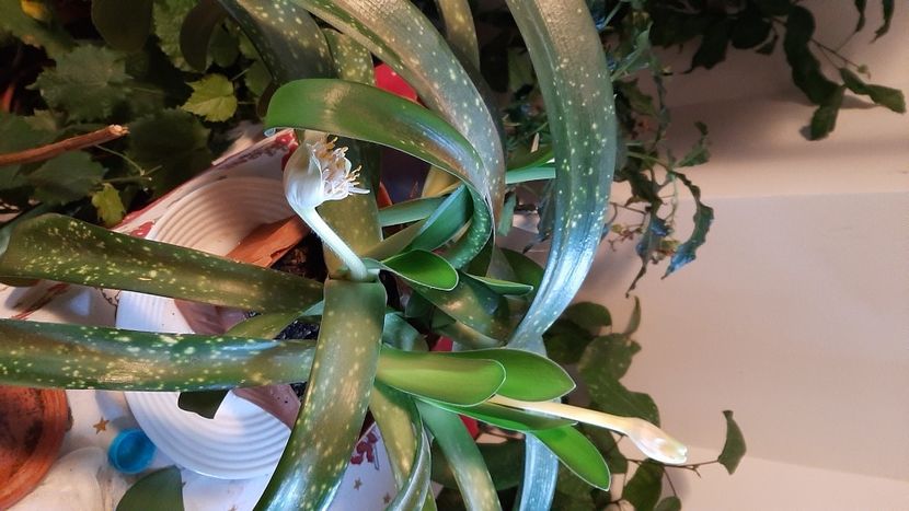  - diverse flori 2020