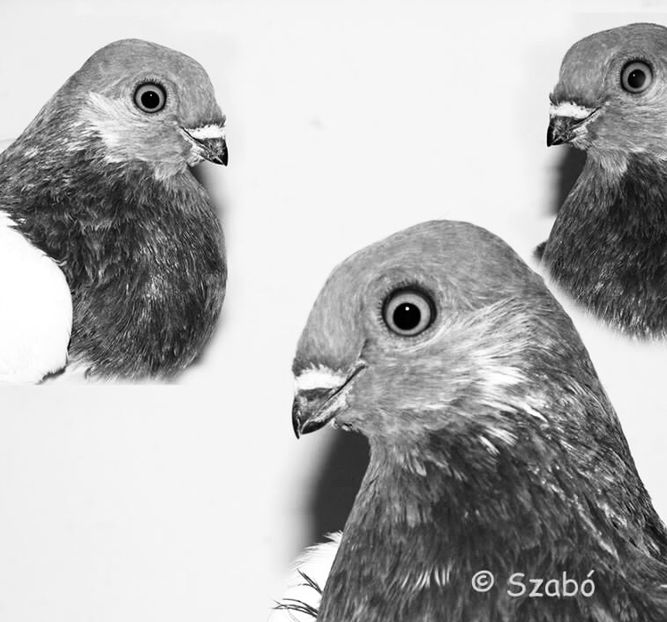 3361EFEA-107B-482A-85D2-F227D4CC7442 - Zburatorii mei de Budapesta